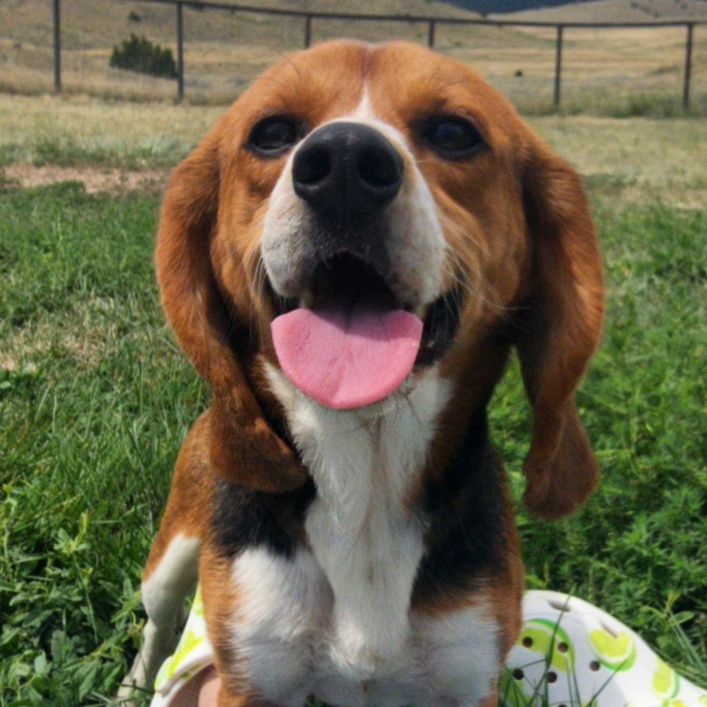 Raven, an adoptable Beagle in Hartville, WY, 82215 | Photo Image 3