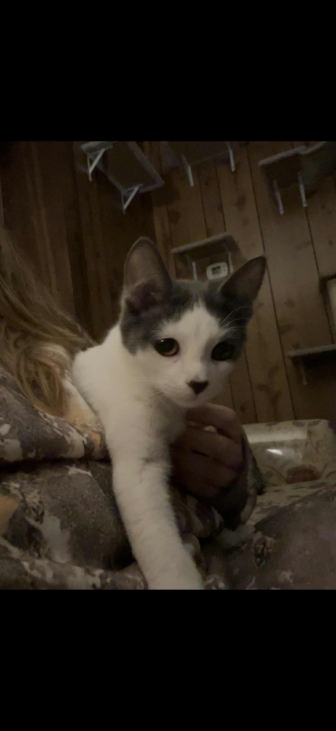 TABITHA, Adoptable, Young Female Domestic Short Hair.