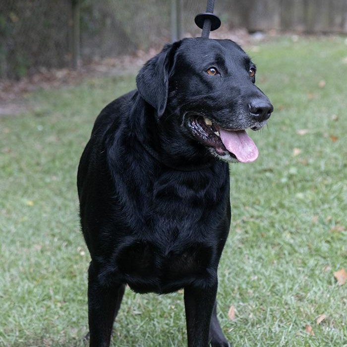 Oliver, a Adoptable Labrador Retriever in Slidell, LA image 1/3