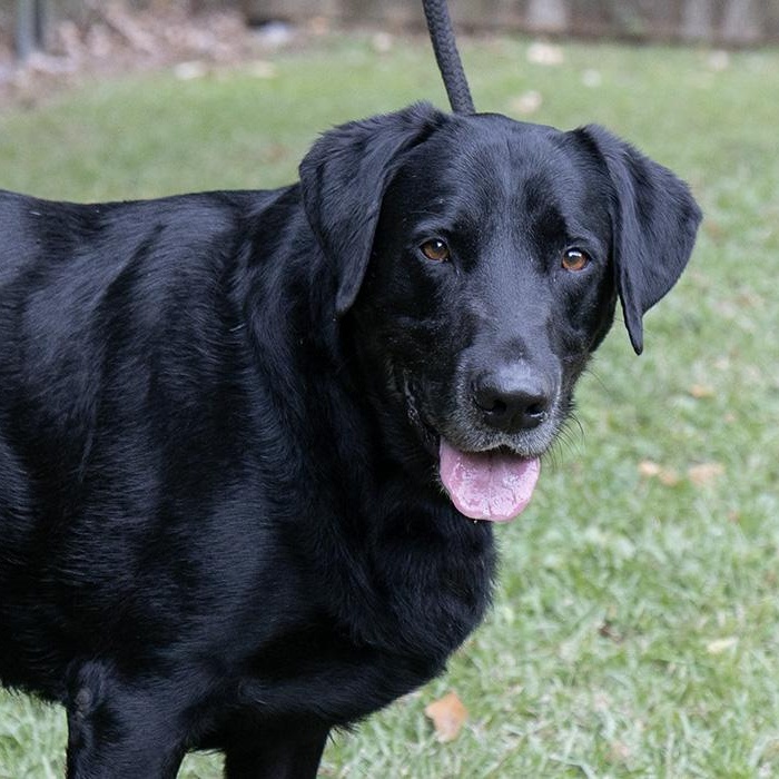Oliver, a Adoptable Labrador Retriever in Slidell, LA image 2/3