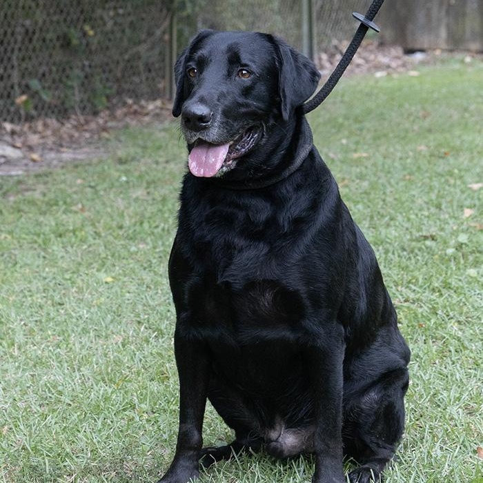 Oliver, Adoptable, Adult Male Labrador Retriever.