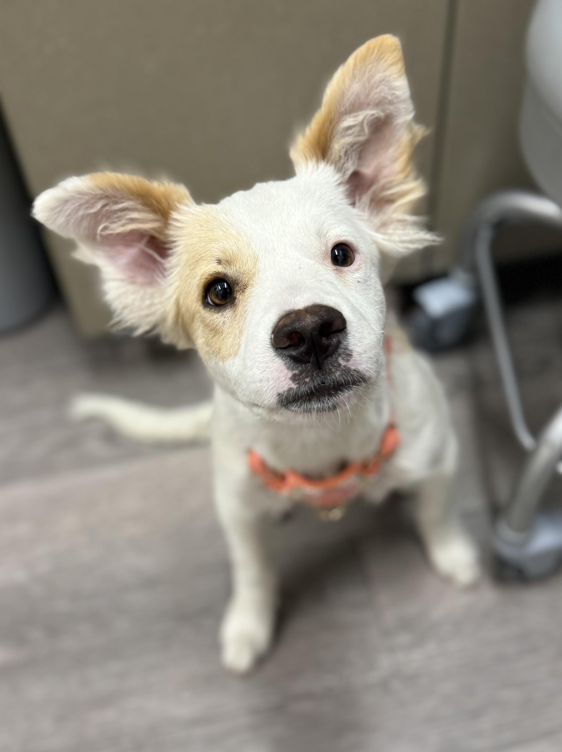 Teagan, an adopted mixed breed in Los Alamitos, CA image 3/6