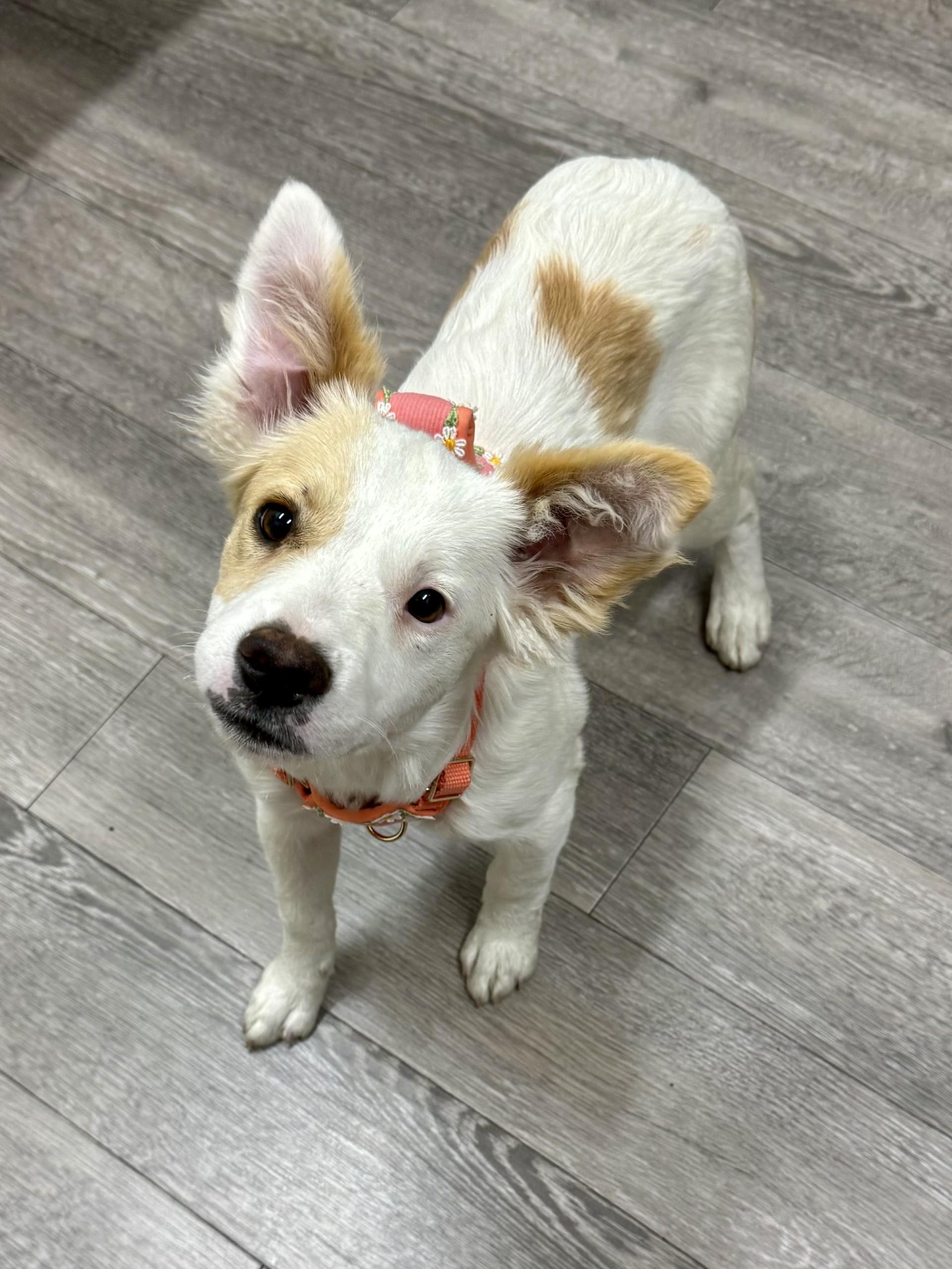 Teagan, adopted, Puppy Female Border Collie & Spaniel.