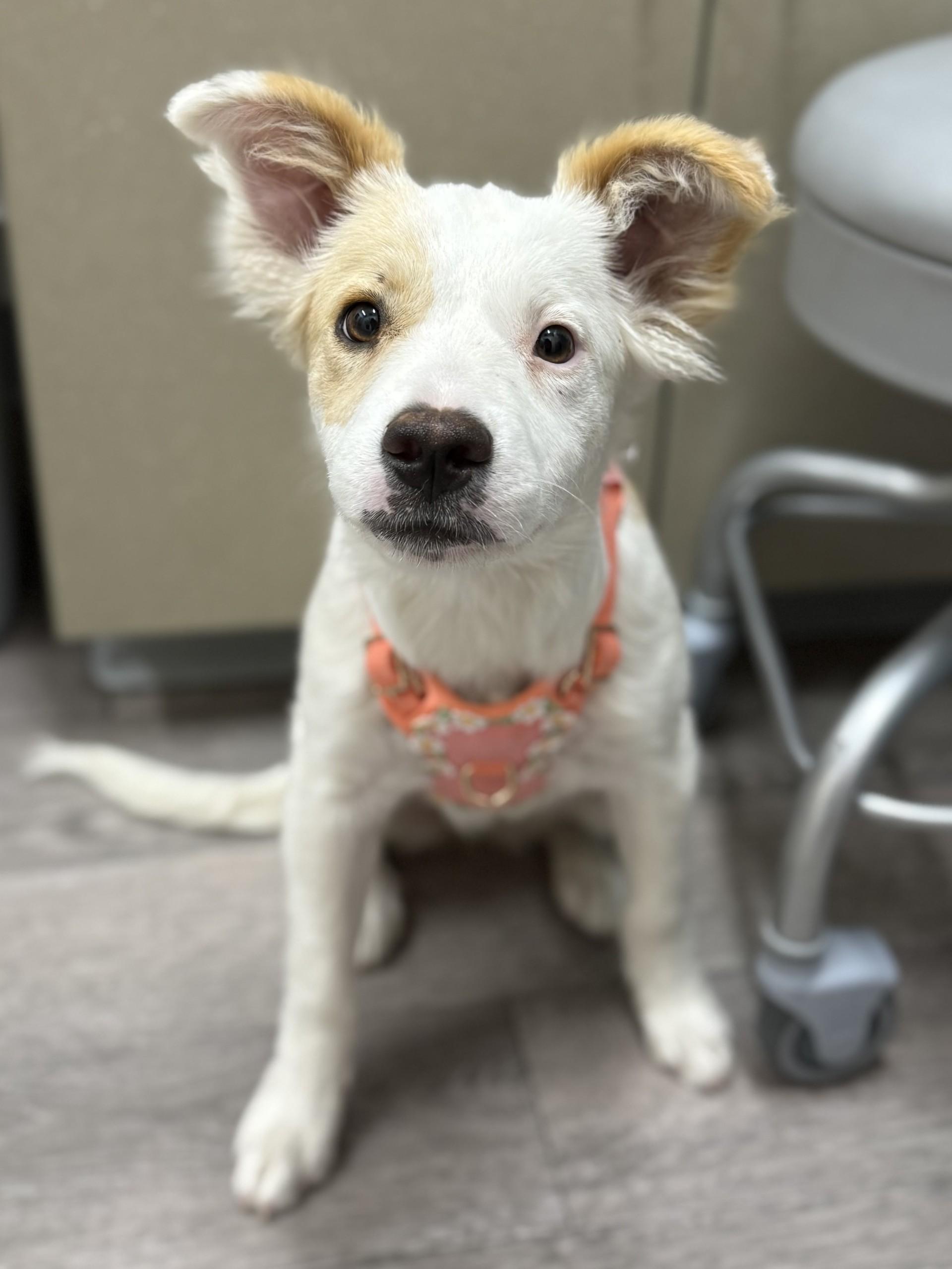 Teagan, an adopted mixed breed in Los Alamitos, CA image 2/6