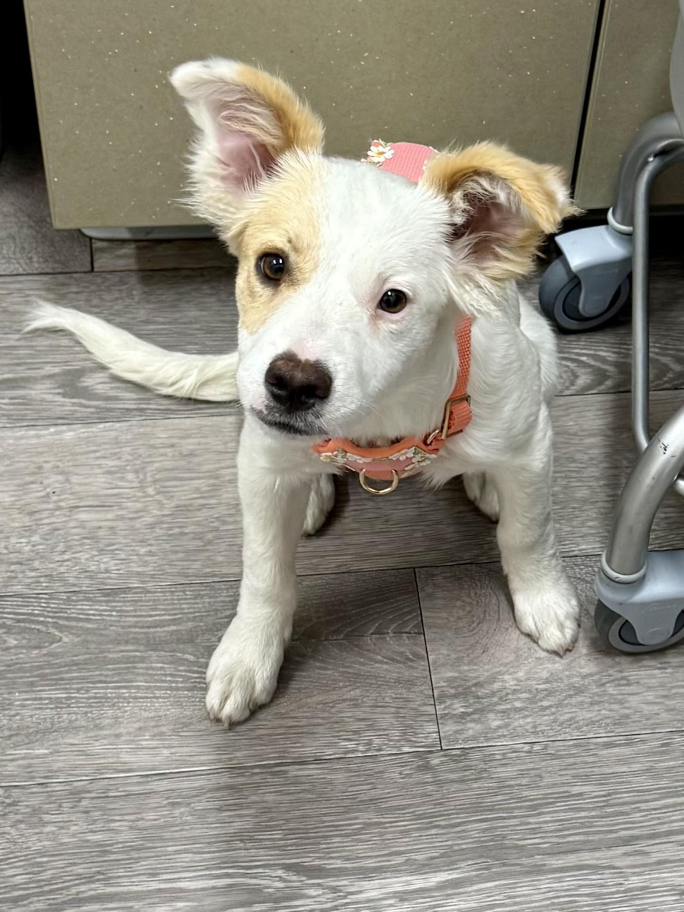 Teagan, an adopted mixed breed in Los Alamitos, CA image 6/6