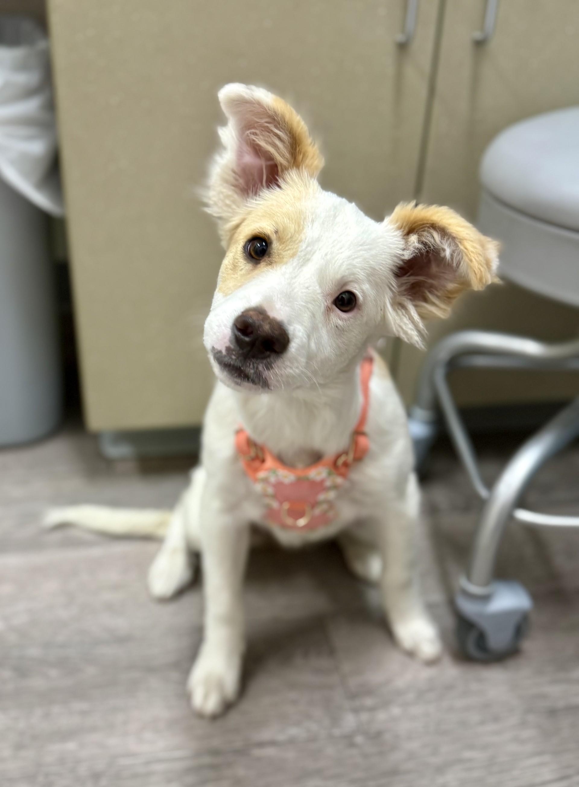 Teagan, an adopted mixed breed in Los Alamitos, CA image 4/6