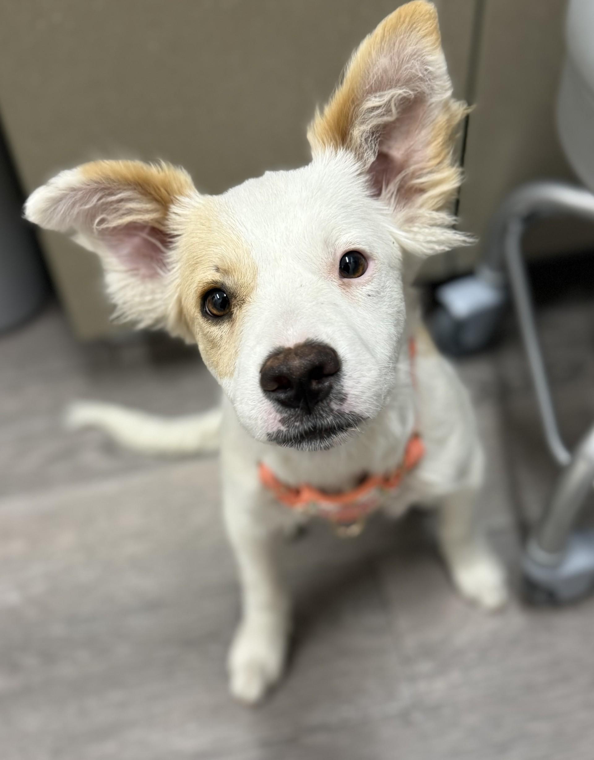 Teagan, an adopted mixed breed in Los Alamitos, CA image 5/6