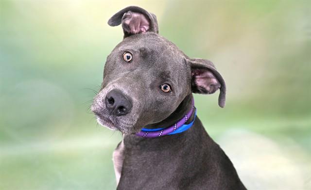 Enlarge GRU, a Adoptable mixed breed in Fort Lauderdale, FL image 1/1