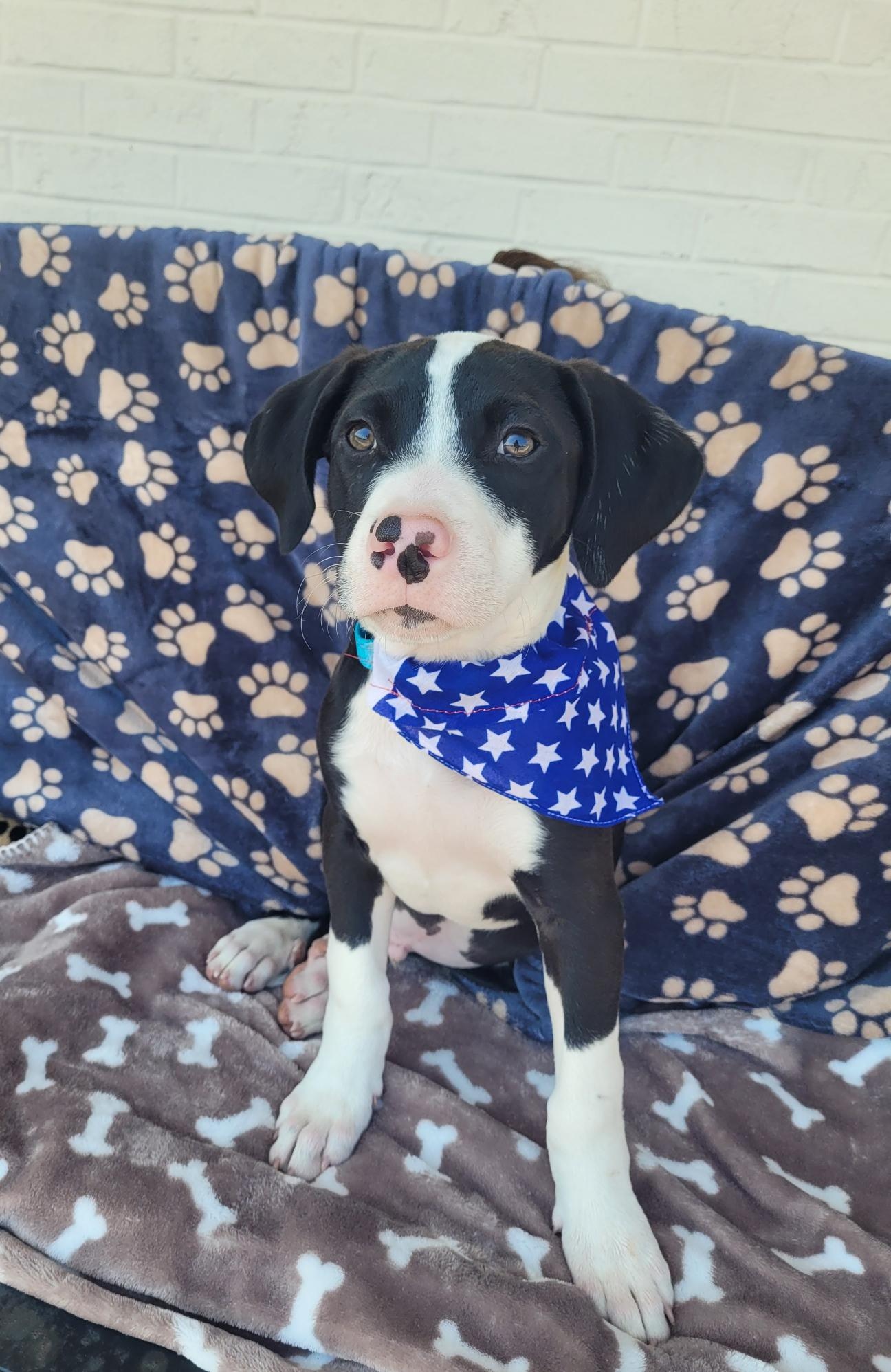 Buddy - [ ]  Saturday Pet Supplies Plus 1-3-  5348 Dixie Hwy Waterford, MI 48329)