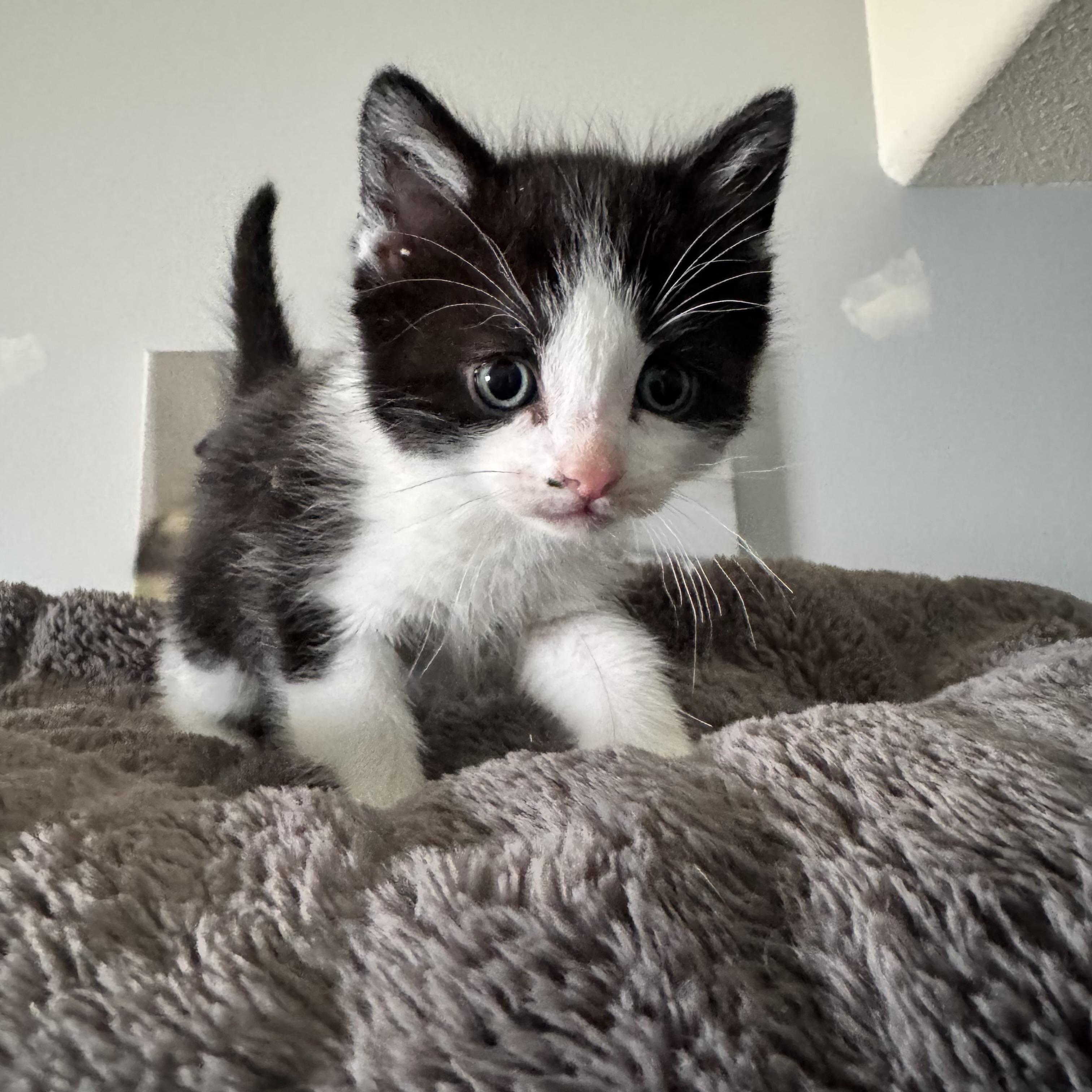 Enlarge Max, a ADOPTABLE Domestic Short Hair in Brooks, AB image 1/1