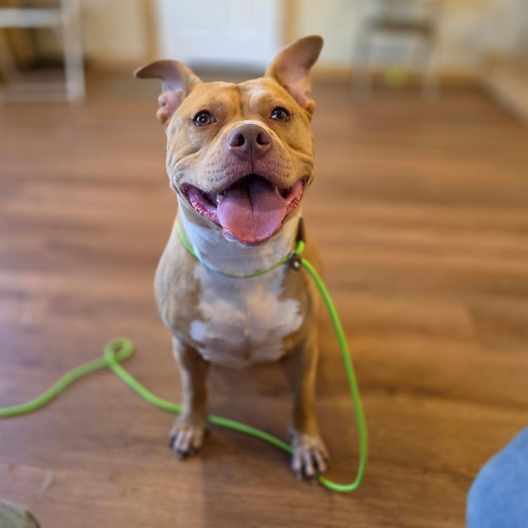 Enlarge Brigid, a Adoptable mixed breed in Easton, PA image 1/5