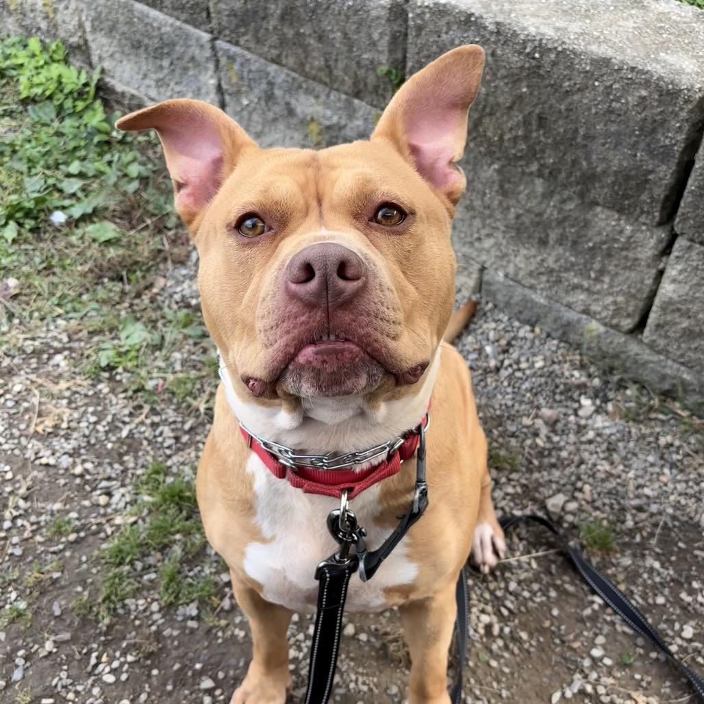 Enlarge Brigid, a Adoptable mixed breed in Easton, PA image 2/5
