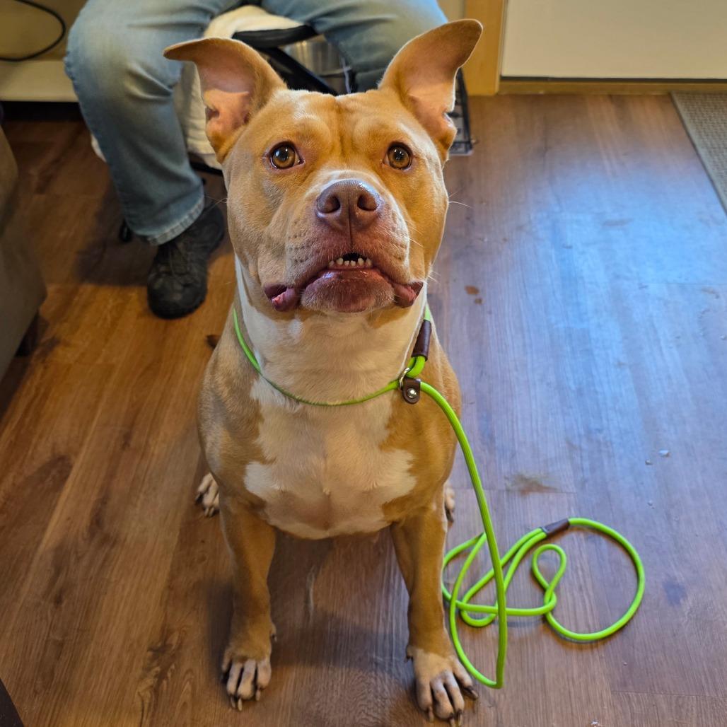 Enlarge Brigid, a Adoptable mixed breed in Easton, PA image 3/5