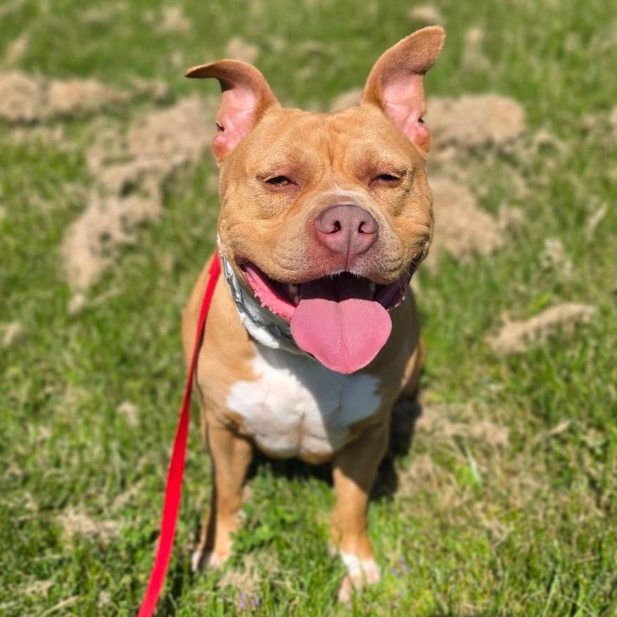 Enlarge Brigid, a Adoptable mixed breed in Easton, PA image 4/5