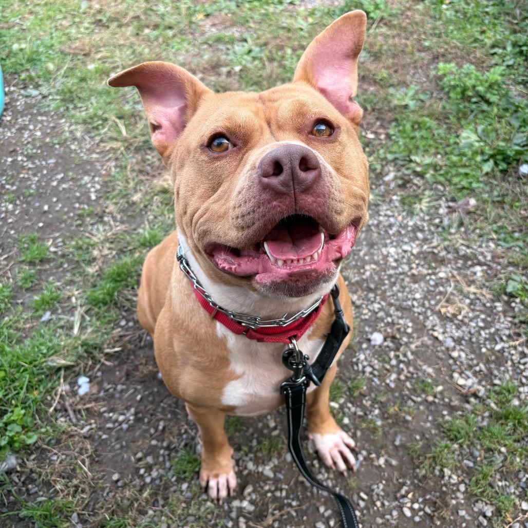 Enlarge Brigid, a Adoptable mixed breed in Easton, PA image 5/5