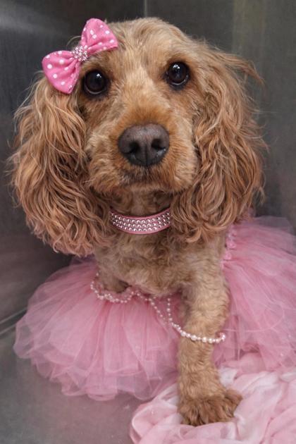 Enlarge Haven, a Adoptable mixed breed in Malvern, PA image 1/2