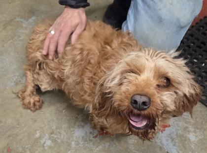 Enlarge Haven, a Adoptable mixed breed in Malvern, PA image 2/2