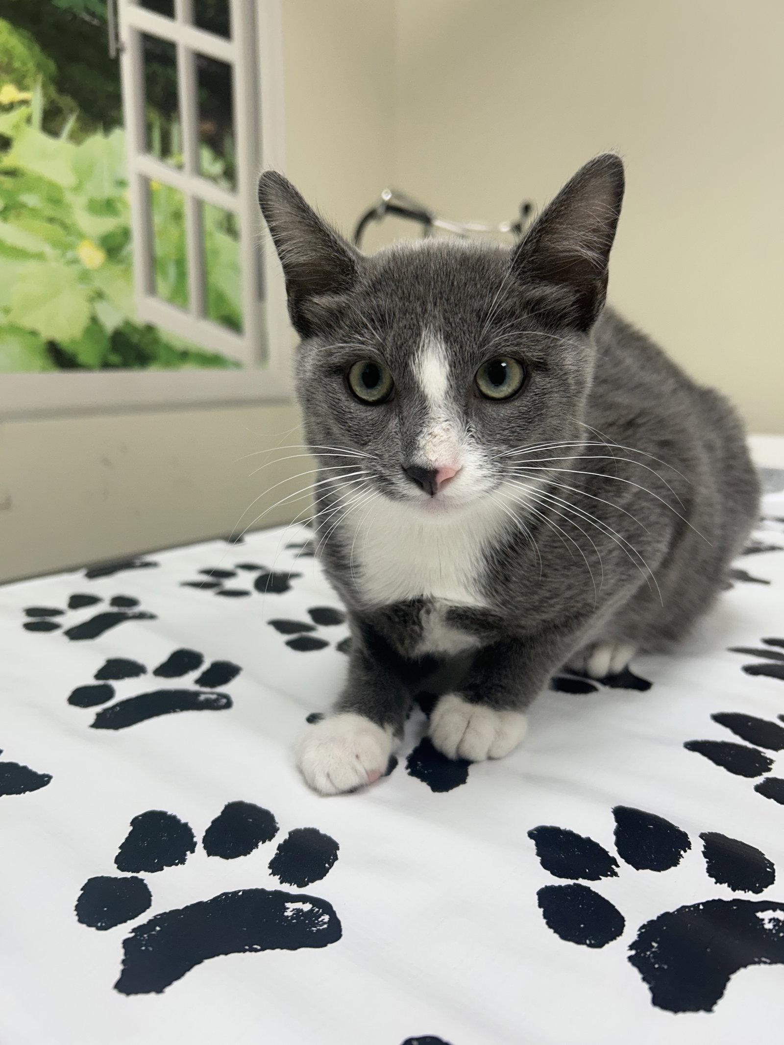 Pipsqueak, Adoptable, Kitten Male Domestic Short Hair.