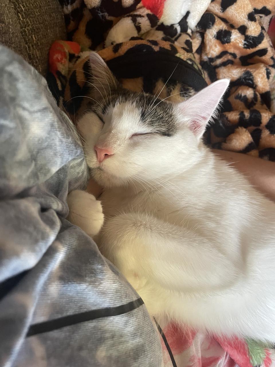 Enlarge Chloe, a Adoptable Domestic Short Hair in Jackson, MN image 3/6