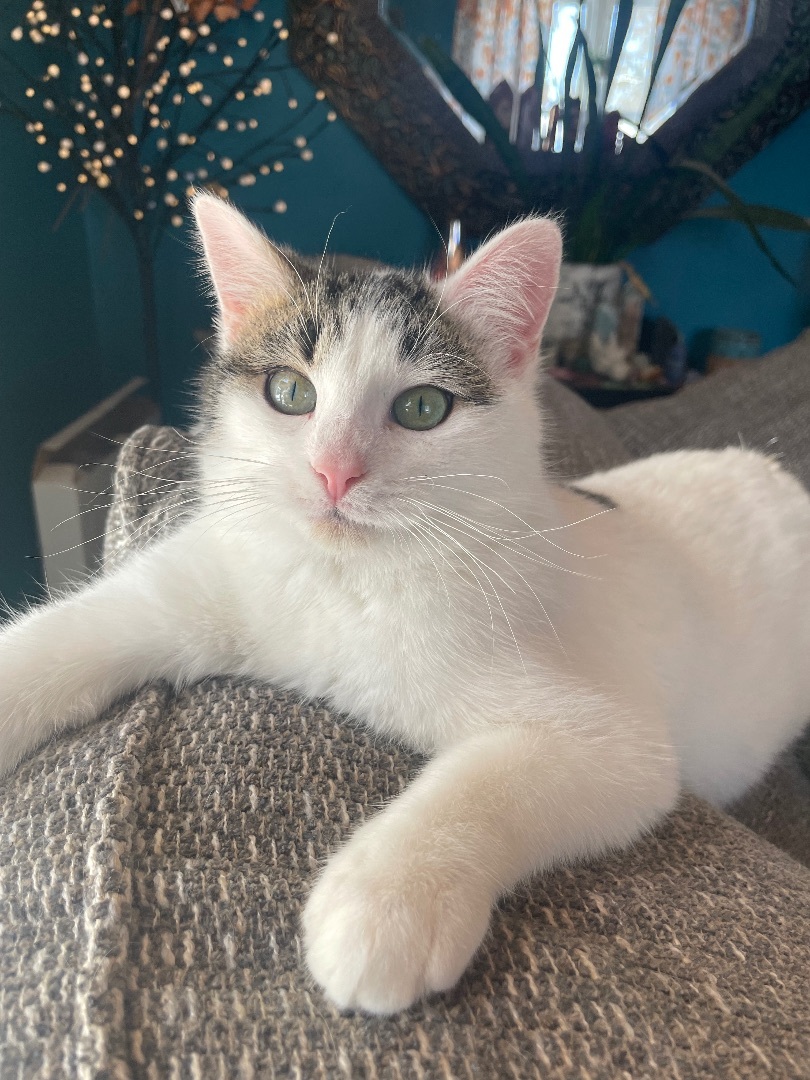 Enlarge Chloe, a Adoptable Domestic Short Hair in Jackson, MN image 2/6