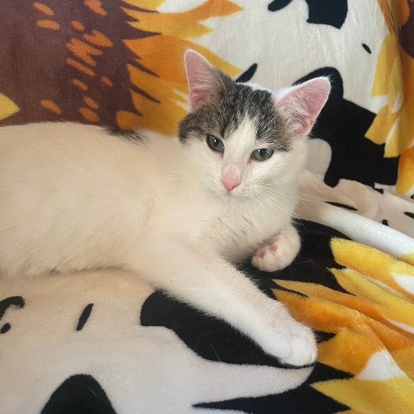 Enlarge Chloe, a Adoptable Domestic Short Hair in Jackson, MN image 1/6