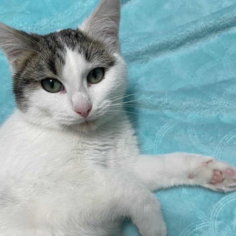 Enlarge Chloe, a Adoptable Domestic Short Hair in Jackson, MN image 4/6