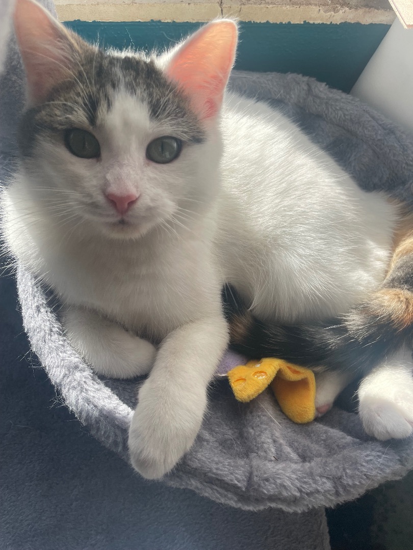 Enlarge Chloe, a Adoptable Domestic Short Hair in Jackson, MN image 5/6