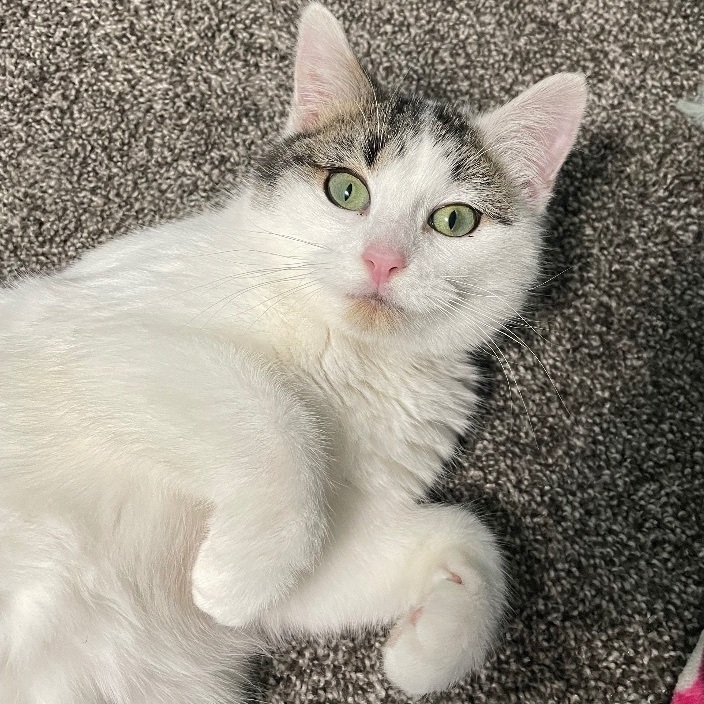 Enlarge Chloe, a Adoptable Domestic Short Hair in Jackson, MN image 6/6