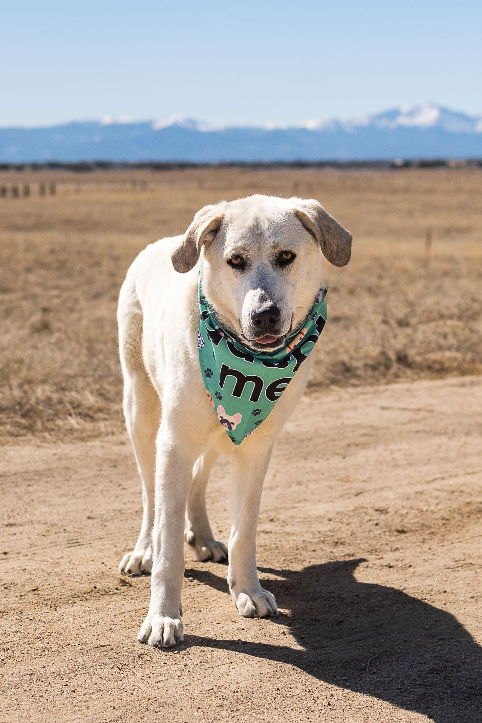 MARGO, a Adopted mixed breed in Peyton, CO image 2/3