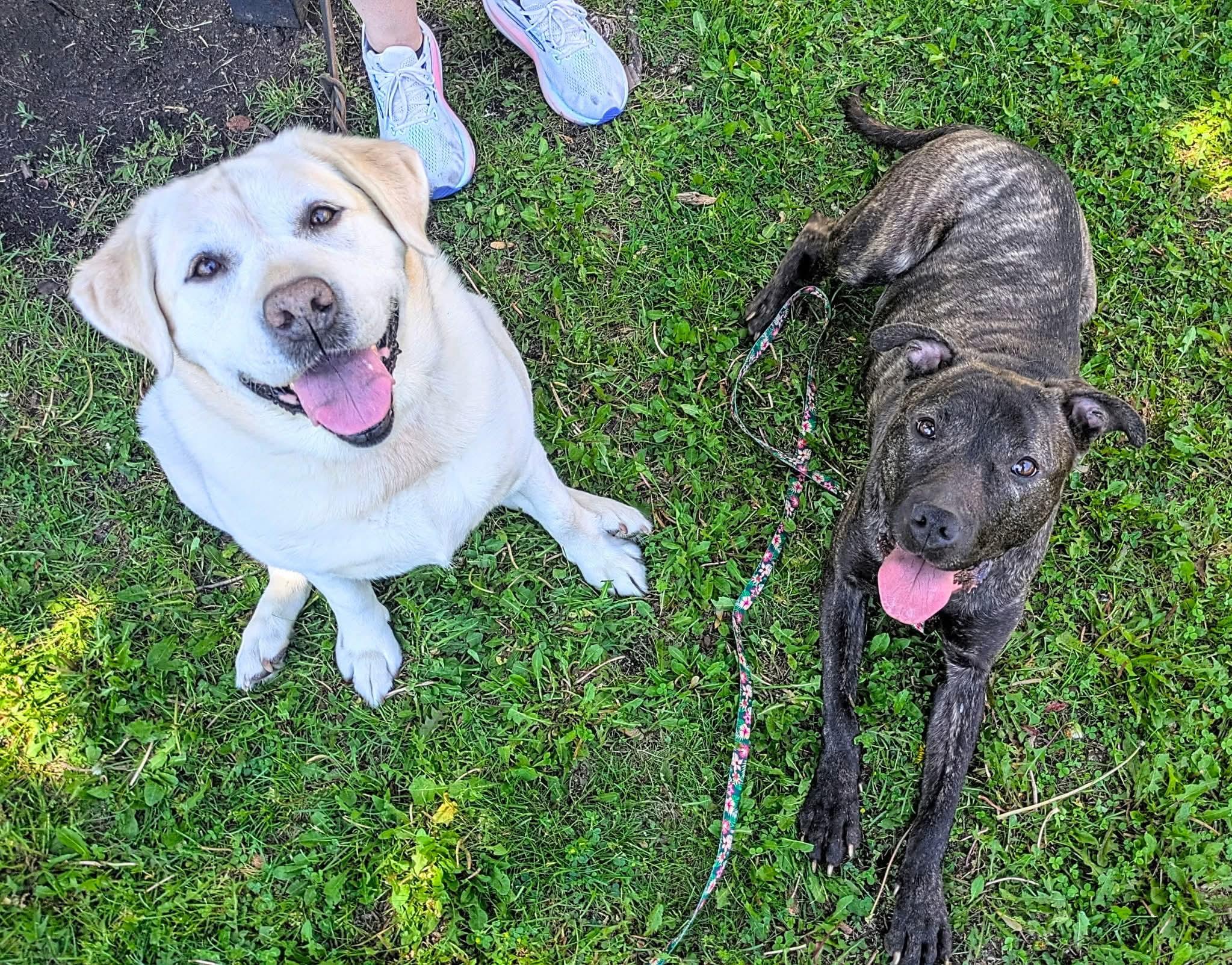 Wendy, a ADOPTABLE mixed breed in Ferndale, MI image 6/6