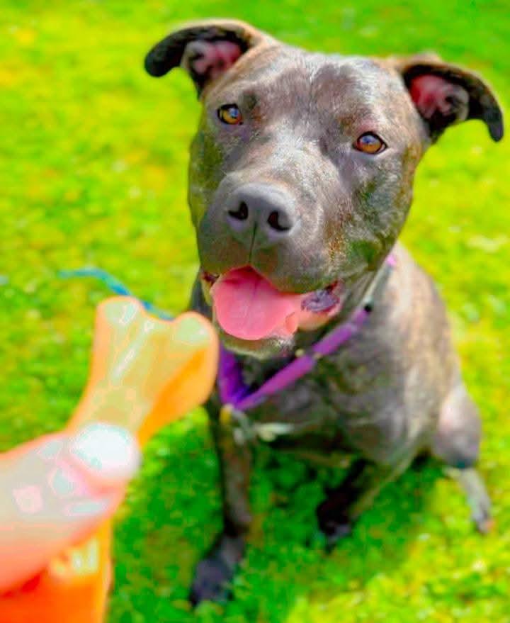 Wendy, a ADOPTABLE mixed breed in Ferndale, MI image 4/6