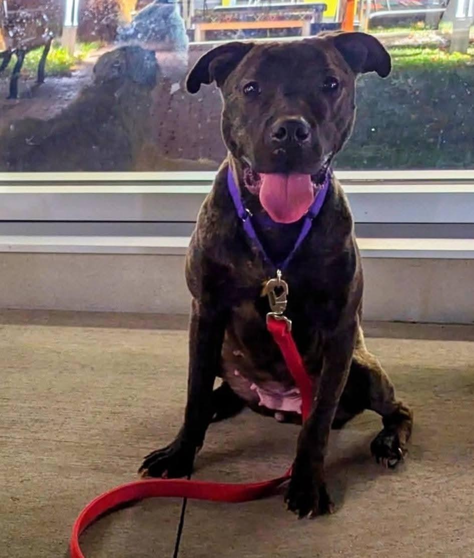 Wendy, a ADOPTABLE mixed breed in Ferndale, MI image 3/6