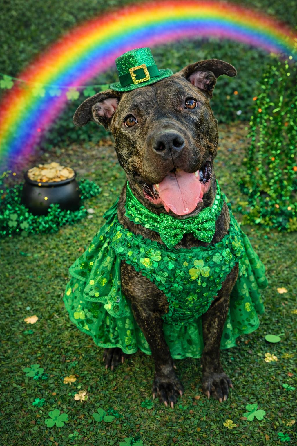 Wendy, ADOPTABLE, Adult Female Mixed Breed.