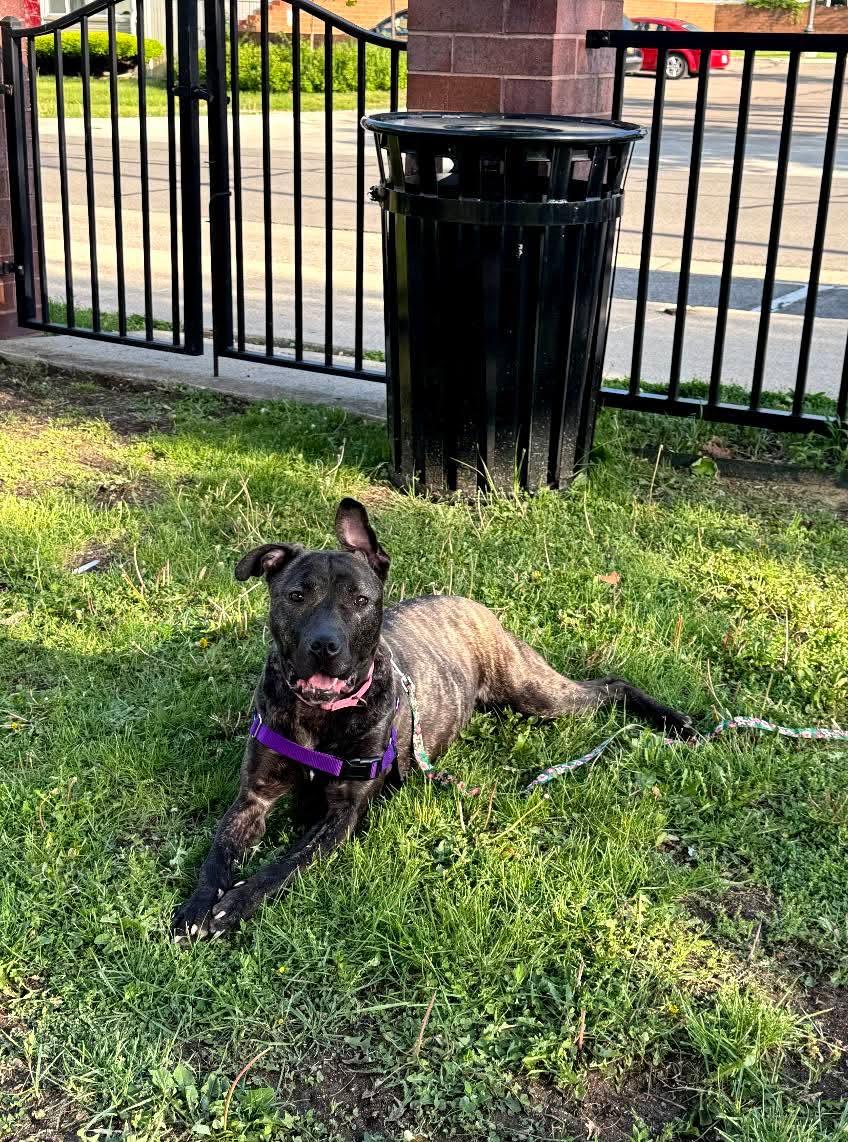 Wendy, a ADOPTABLE mixed breed in Ferndale, MI image 5/6