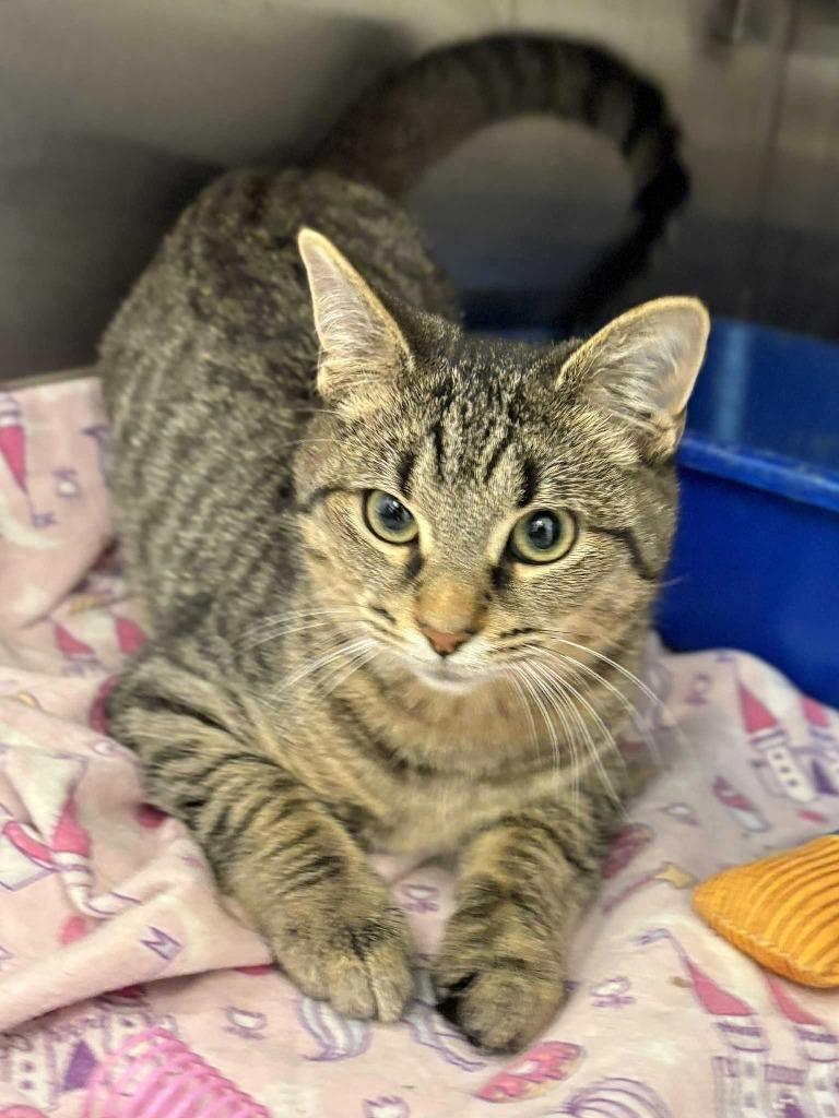 Mocha, a Adoptable mixed breed in New Kensington, PA image 3/6