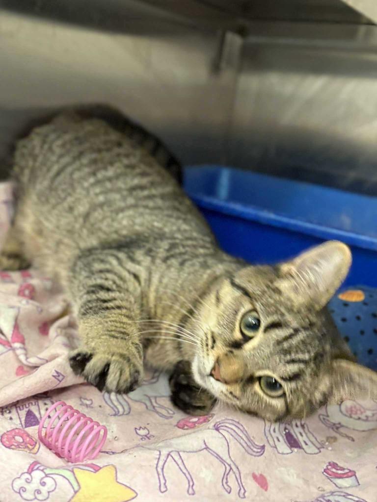 Mocha, a Adoptable mixed breed in New Kensington, PA image 4/6