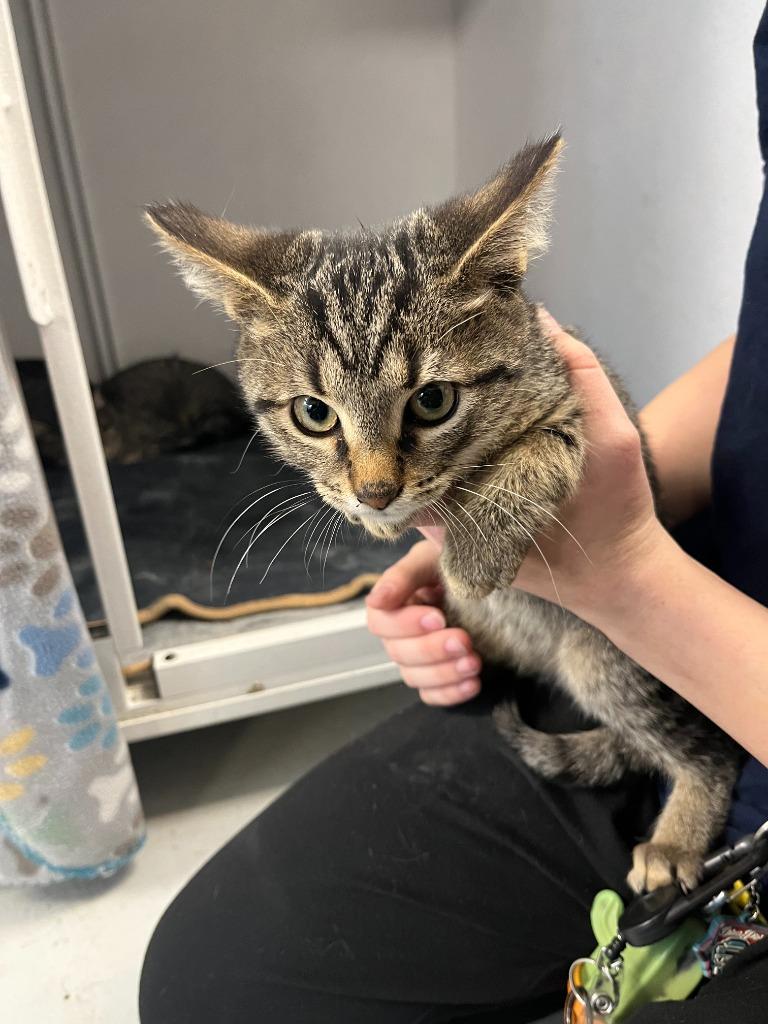 Enlarge Mocha, a Adoptable mixed breed in New Kensington, PA image 3/3