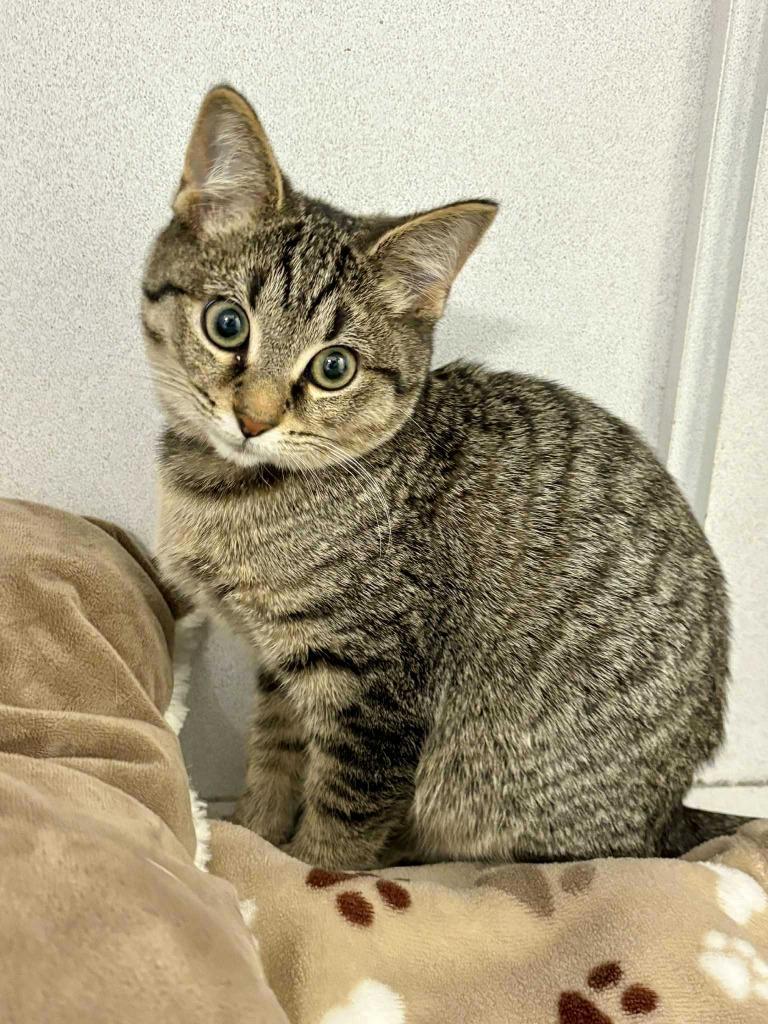 Mocha, a Adoptable mixed breed in New Kensington, PA image 6/6