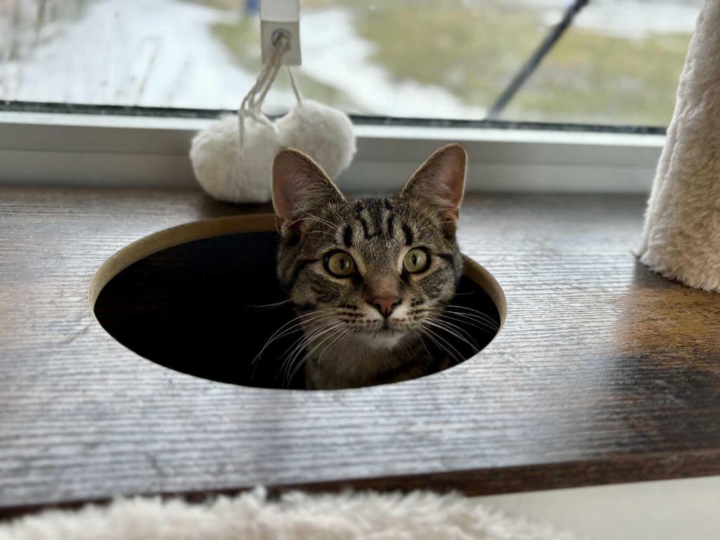 Enlarge Mocha, a Adoptable mixed breed in New Kensington, PA image 6/6