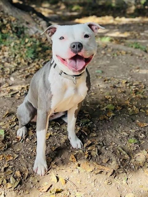 Enlarge ANGEL, a Adoptable Pit Bull Terrier in Santa Barbara, CA image 1/1