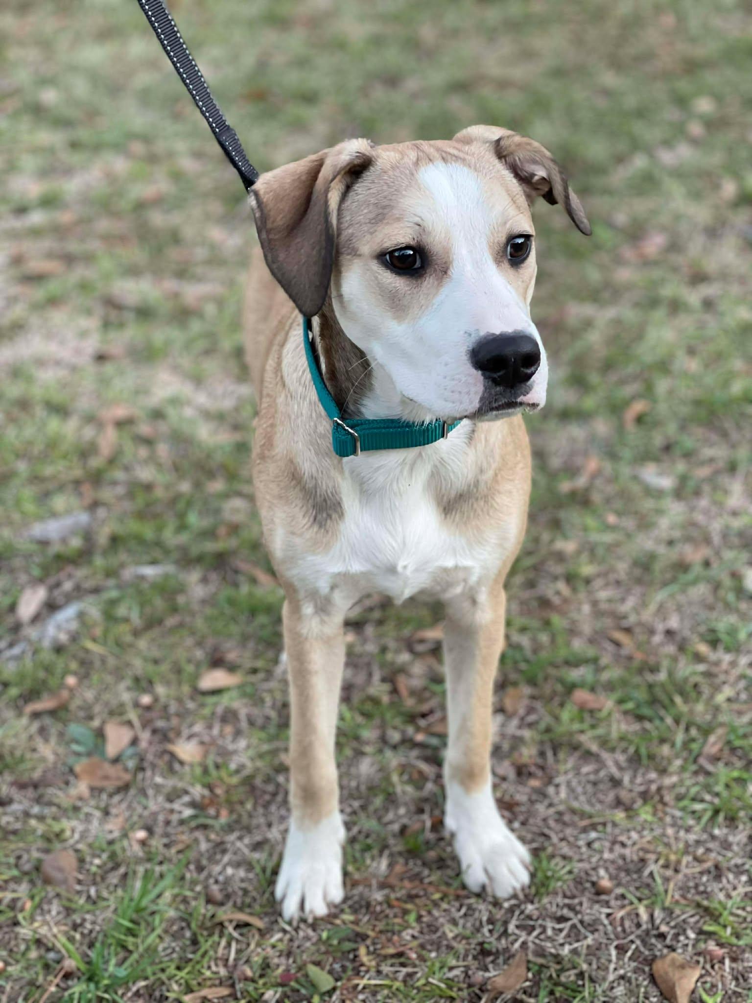 Enlarge Peyton, a Adoptable mixed breed in Salem, NH image 1/1