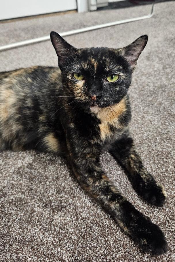 Enlarge Omelet, an adopted Domestic Short Hair in Sayreville, NJ image 1/1