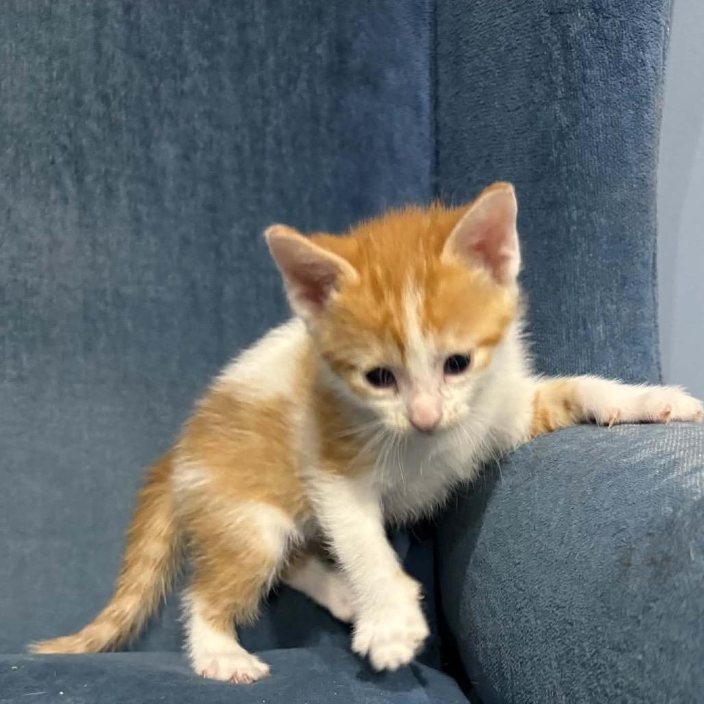 Tangelo, Adoptable, Kitten Male Domestic Short Hair.