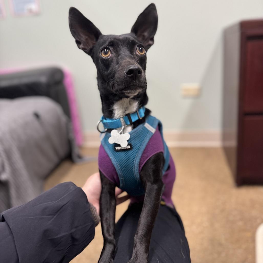 Charm, Adoptable, Adult Female Chihuahua & Mixed Breed.