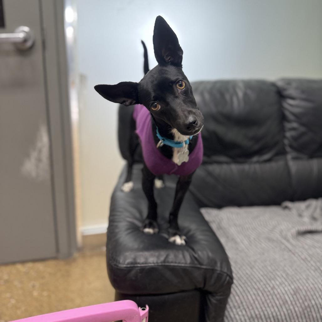 Charm, a Adoptable mixed breed in Skokie, IL image 2/6