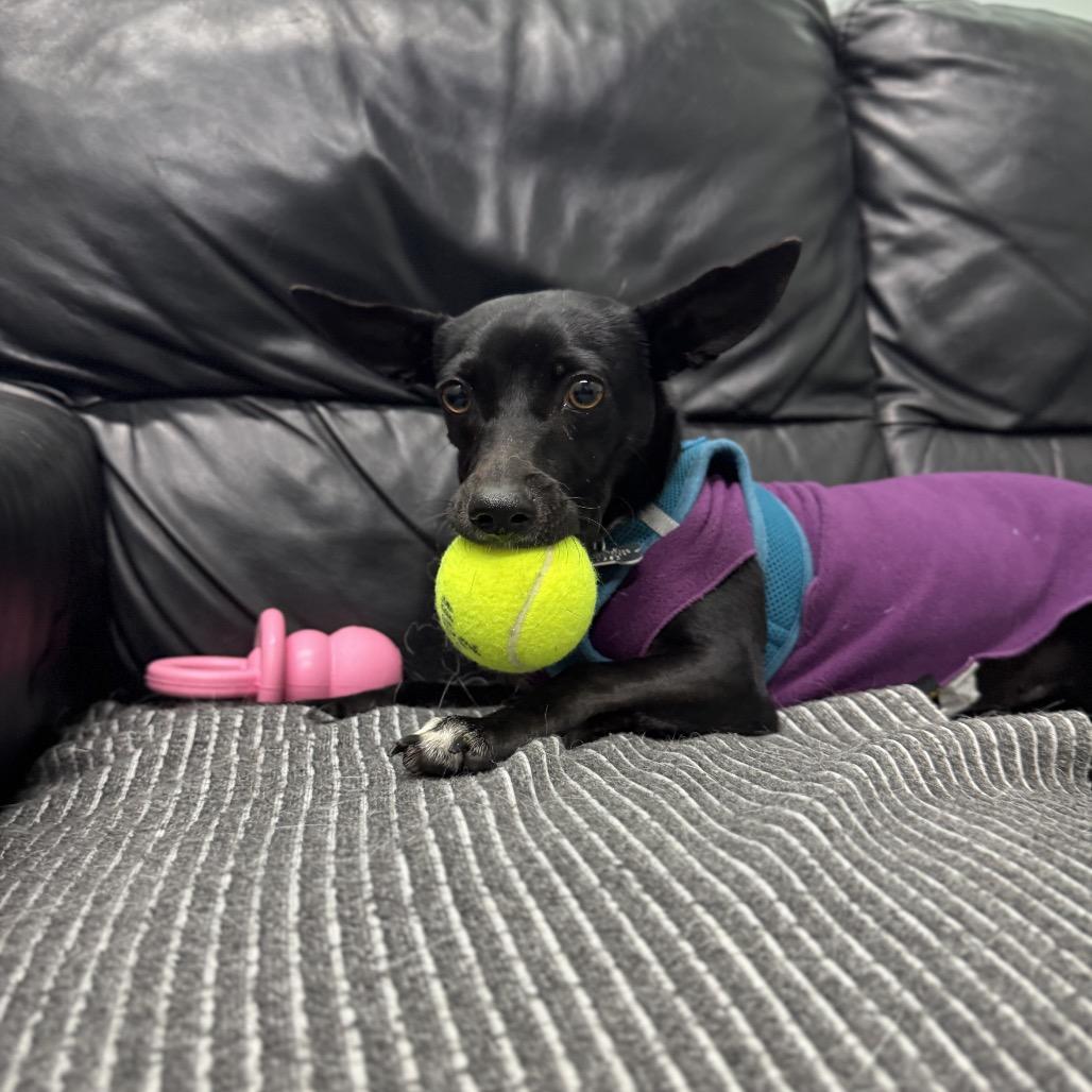 Charm, a Adoptable mixed breed in Skokie, IL image 3/6