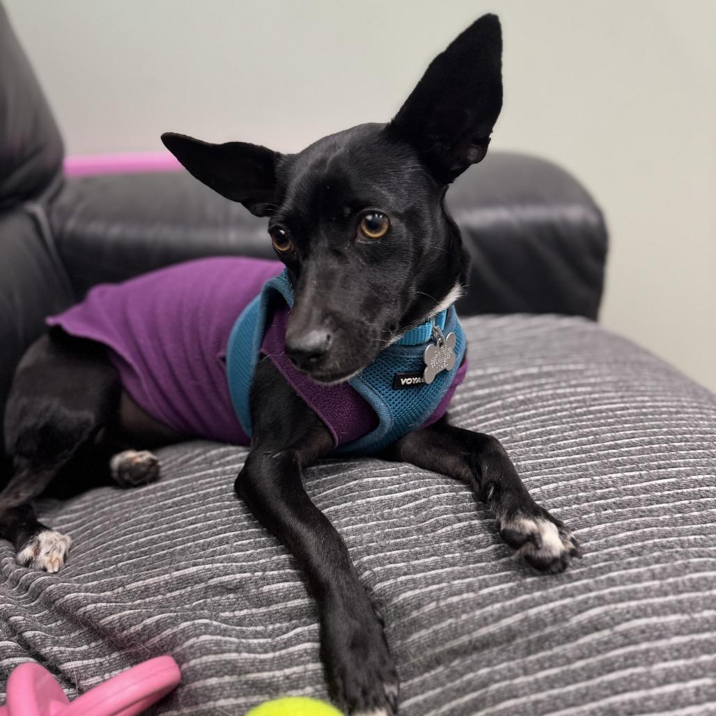 Charm, a Adoptable mixed breed in Skokie, IL image 4/6