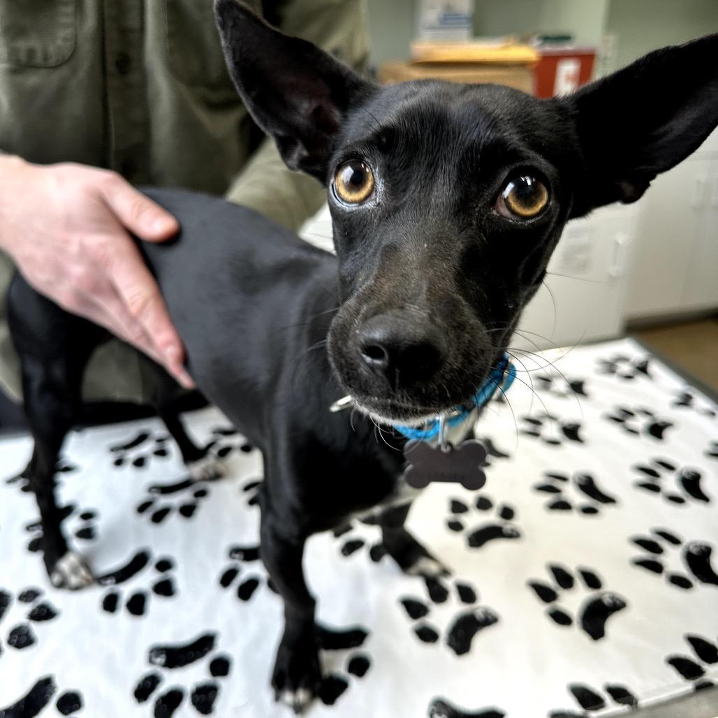 Charm, a Adoptable mixed breed in Skokie, IL image 5/6
