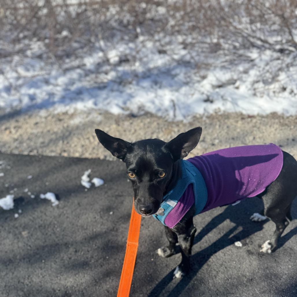 Charm, a Adoptable mixed breed in Skokie, IL image 6/6