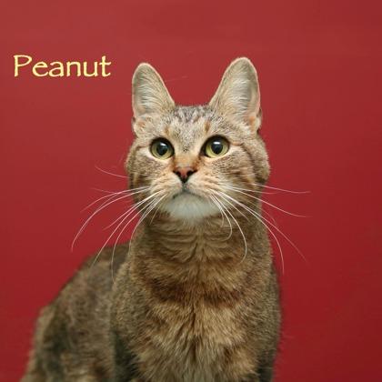 Peanut, Adoptable, Adult Female Domestic Short Hair & Domestic Short Hair.